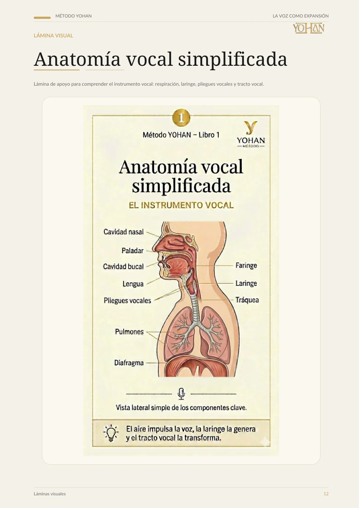 Anatomía vocal simplificada